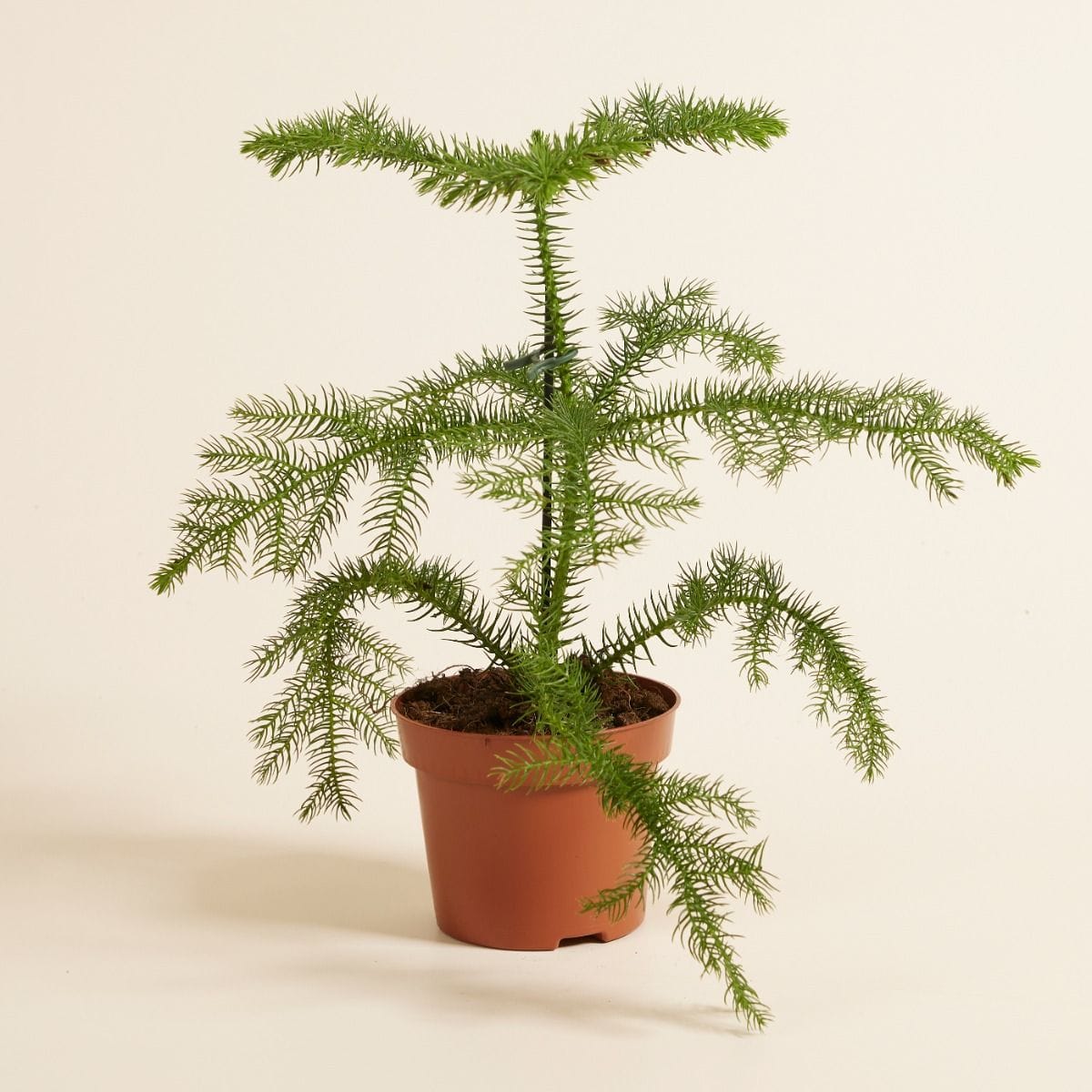 Araucaria Norfolk Island Pine Heterophylla