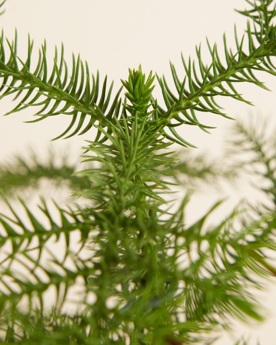 Araucaria Norfolk Island Pine Heterophylla
