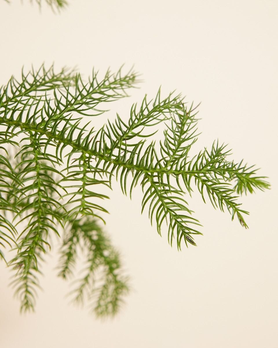Araucaria Norfolk Island Pine Heterophylla