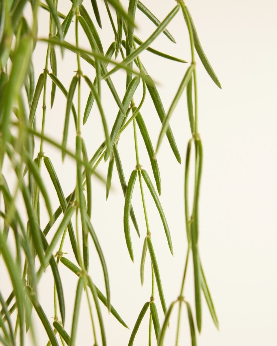 Hoya Fiore di cera Linearis