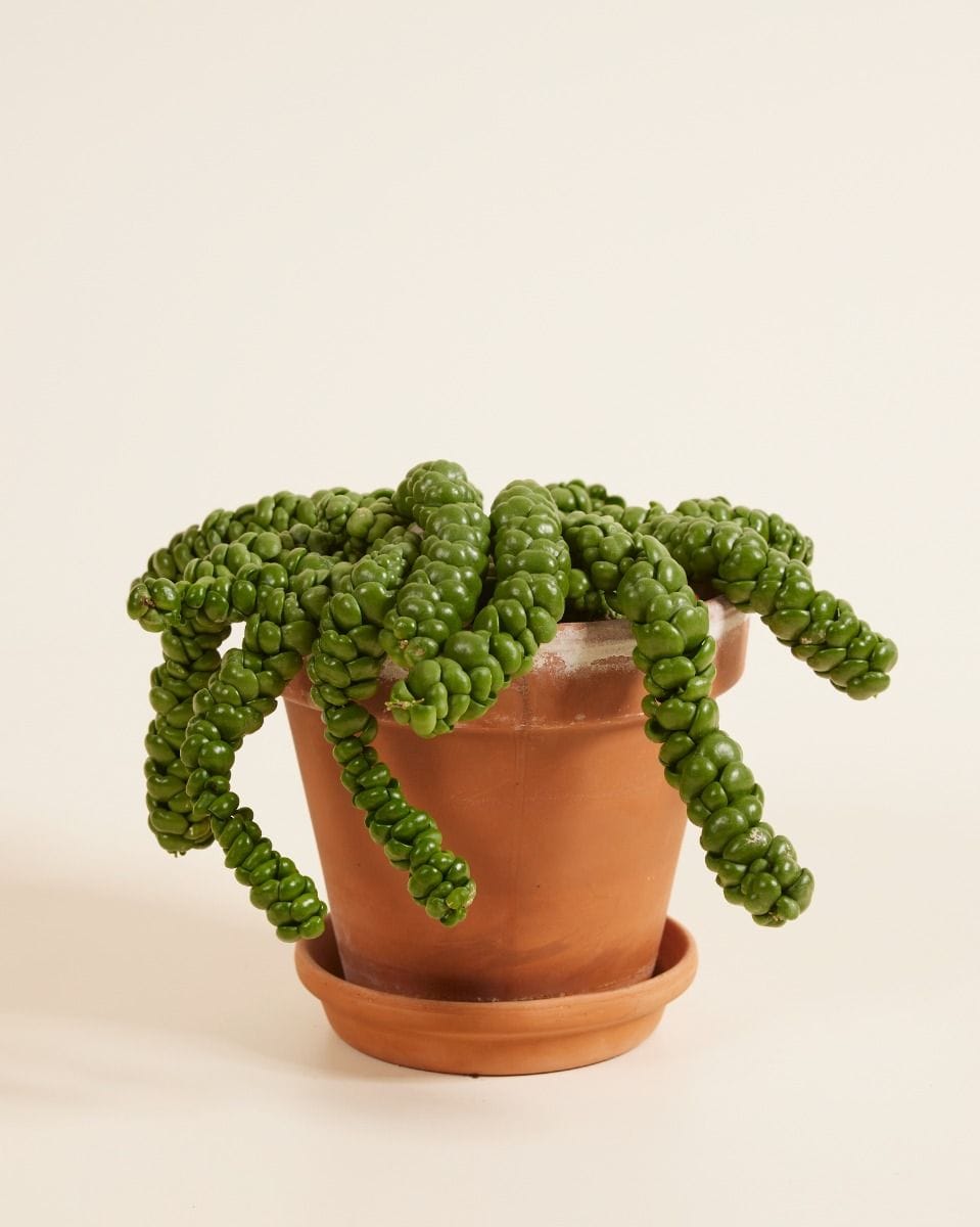 Dischidia Dischidia Nummularifolia Dragon Jade