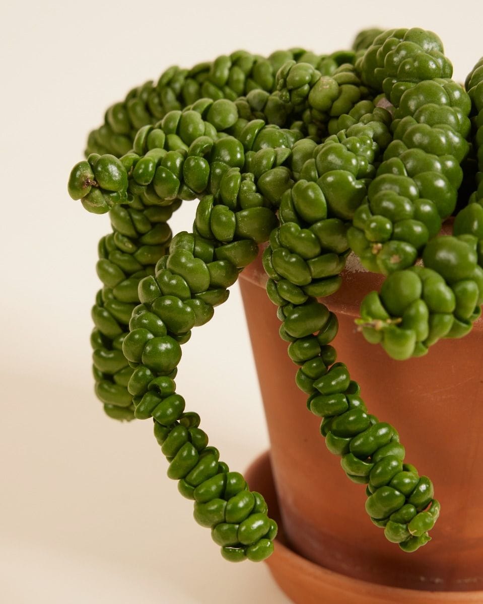 Dischidia Dischidia Nummularifolia Dragon Jade