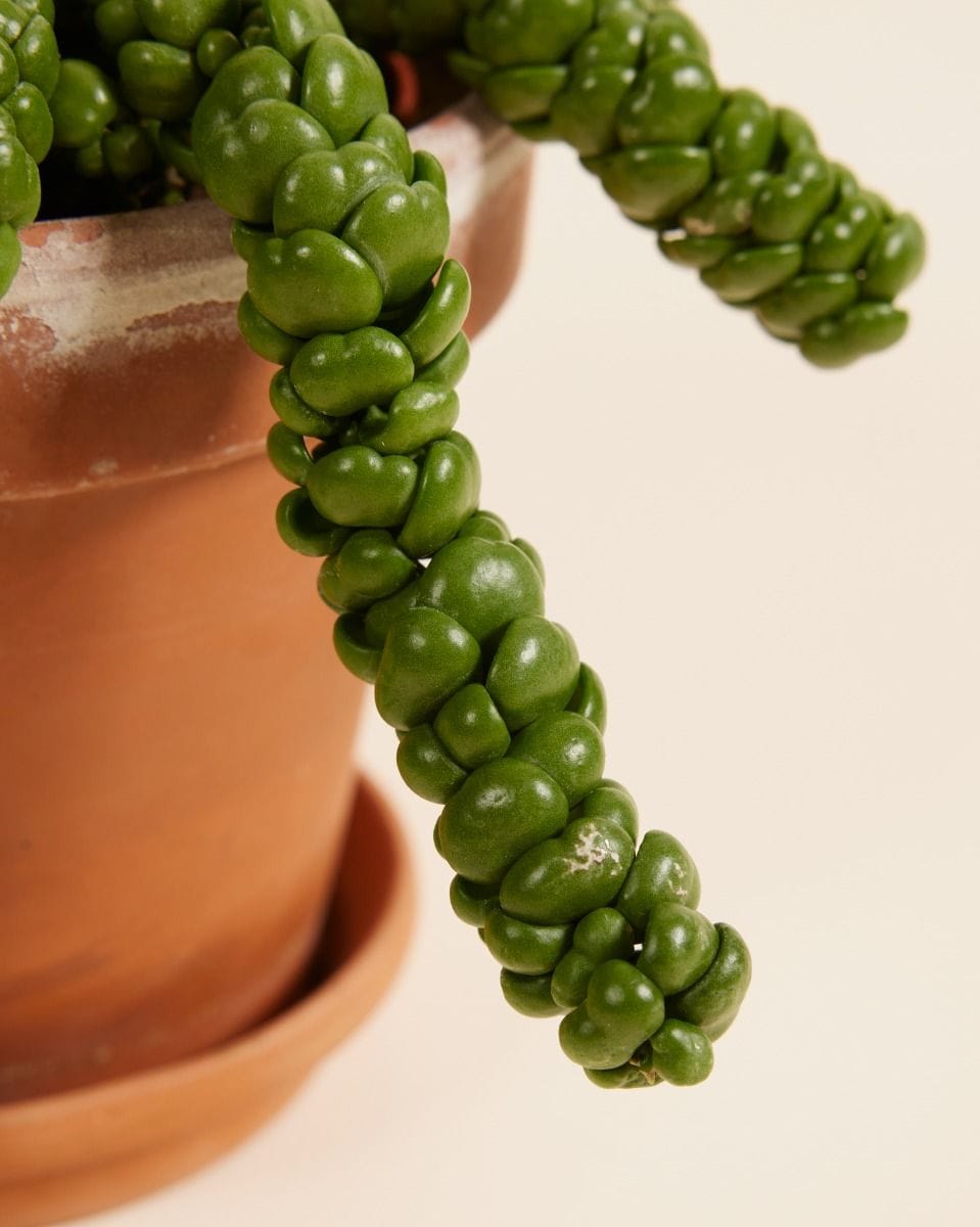Dischidia Dischidia Nummularifolia Dragon Jade