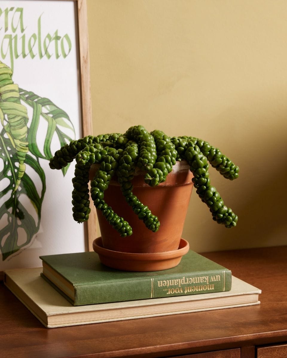 Dischidia Dischidia Nummularifolia Dragon Jade
