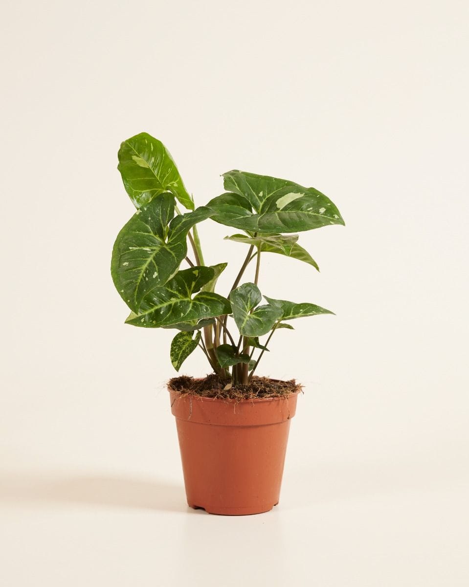 Syngonium Patte-d'oie Panda