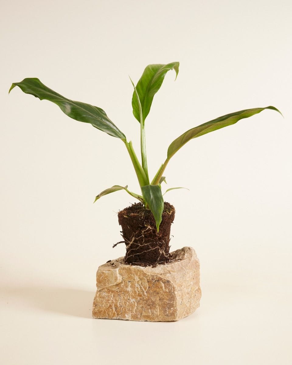 Philodendron Holtonianum Trilobe