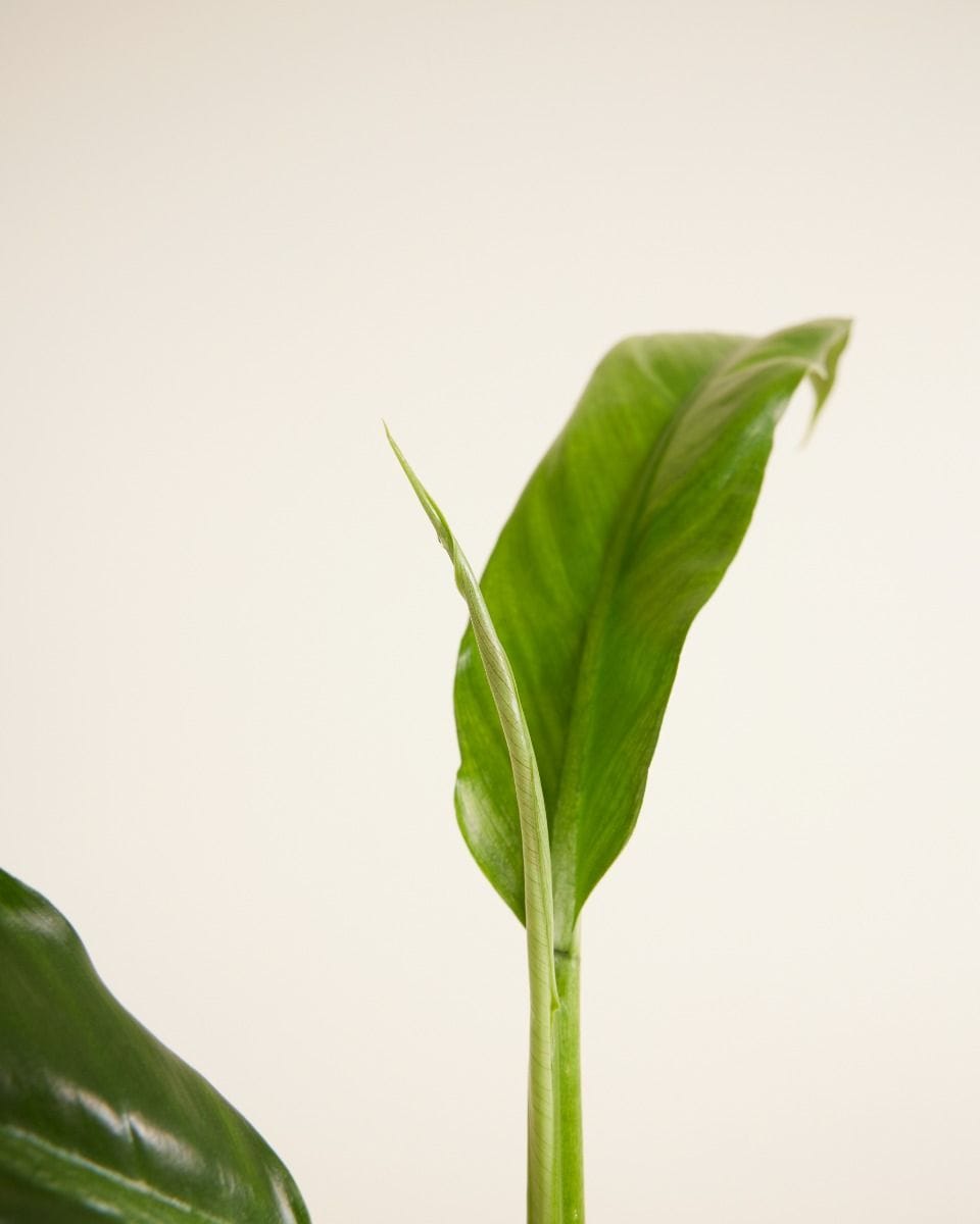 Philodendron Holtonianum Trilobe