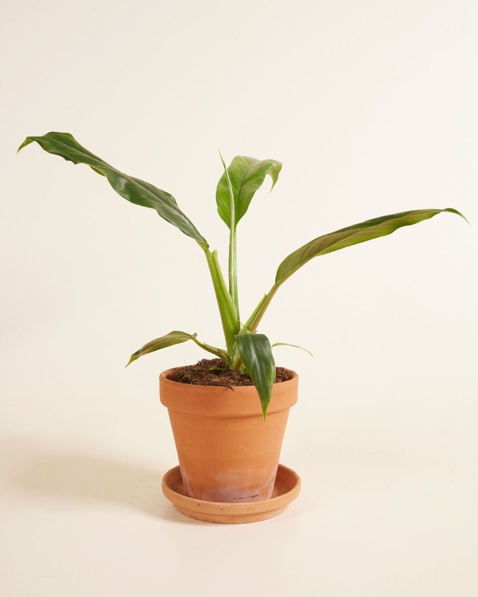 Philodendron Holtonianum Trilobe