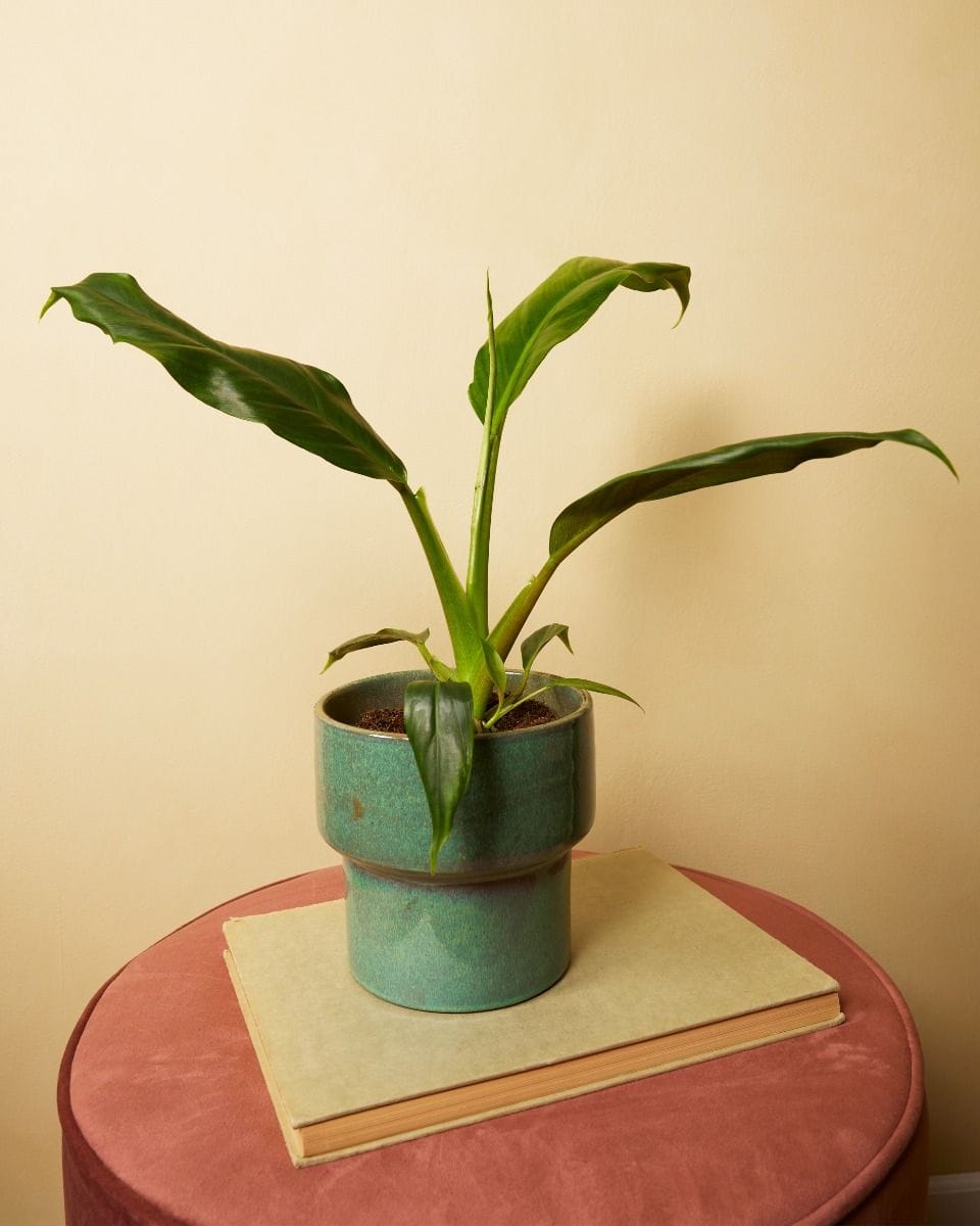 Philodendron Holtonianum Trilobe