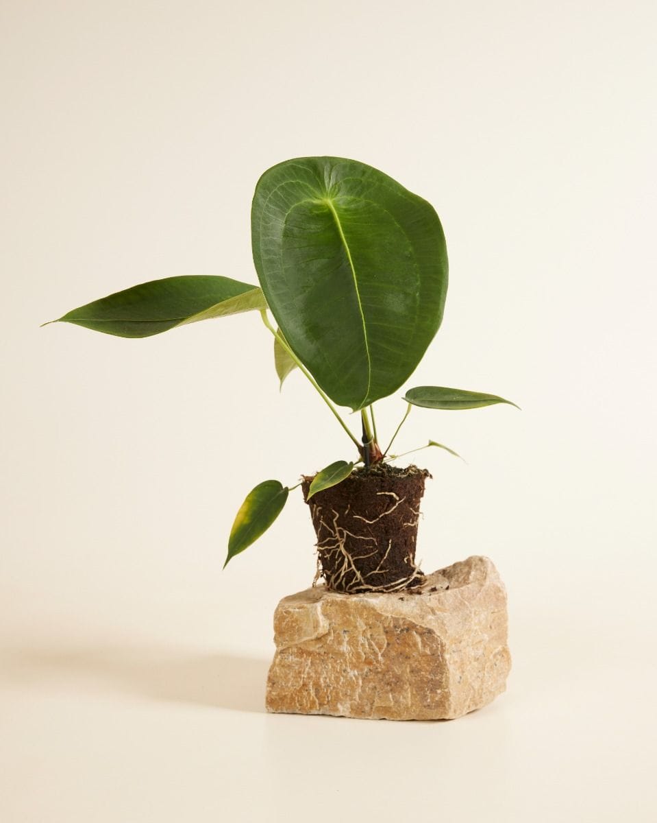 Anthurium Flamingo Plant Peltigerum
