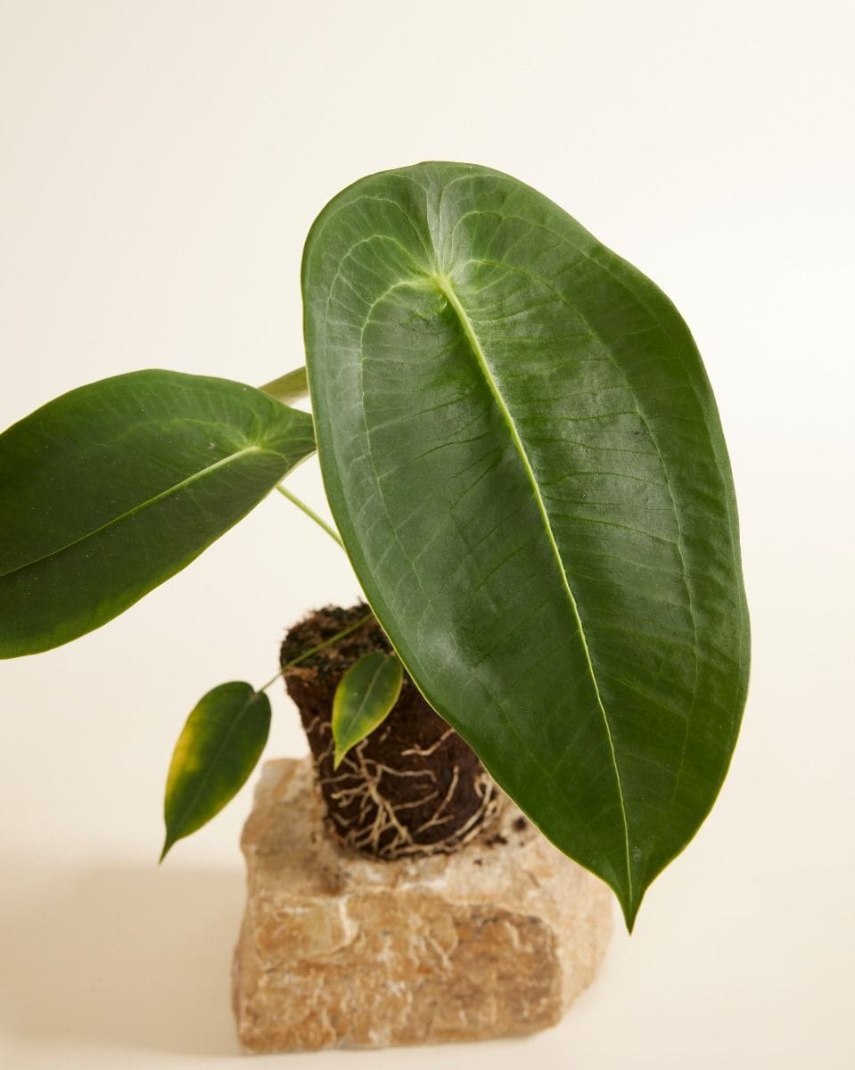 Anthurium Flamingo Plant Peltigerum