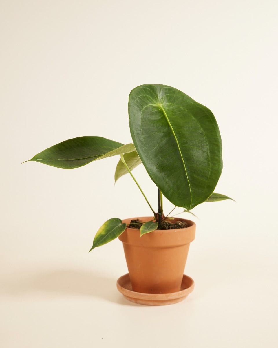 Anthurium Flamingo Plant Peltigerum