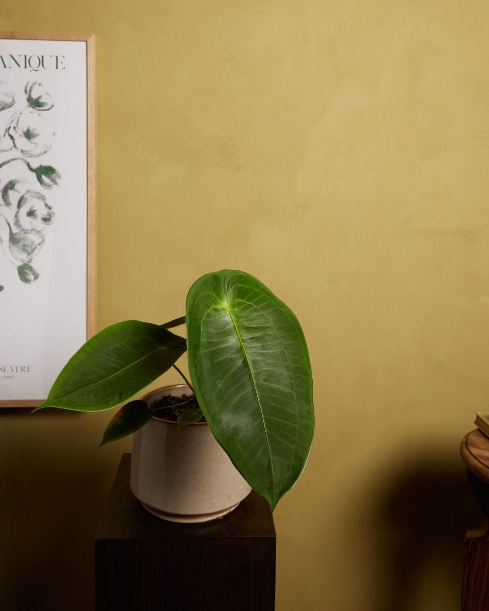 Anthurium Flamingo Plant Peltigerum