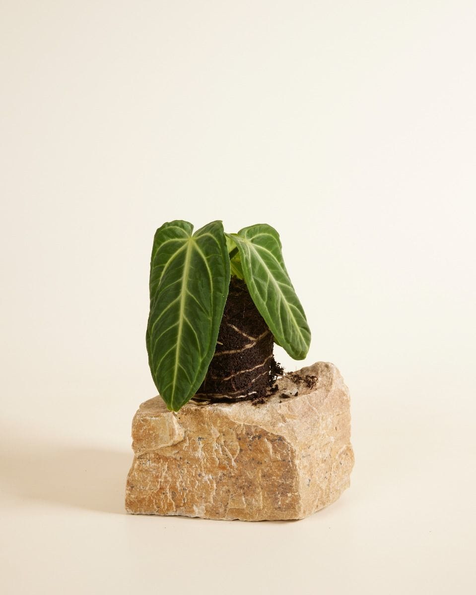 Anthurium Langue de feu Villenaorum
