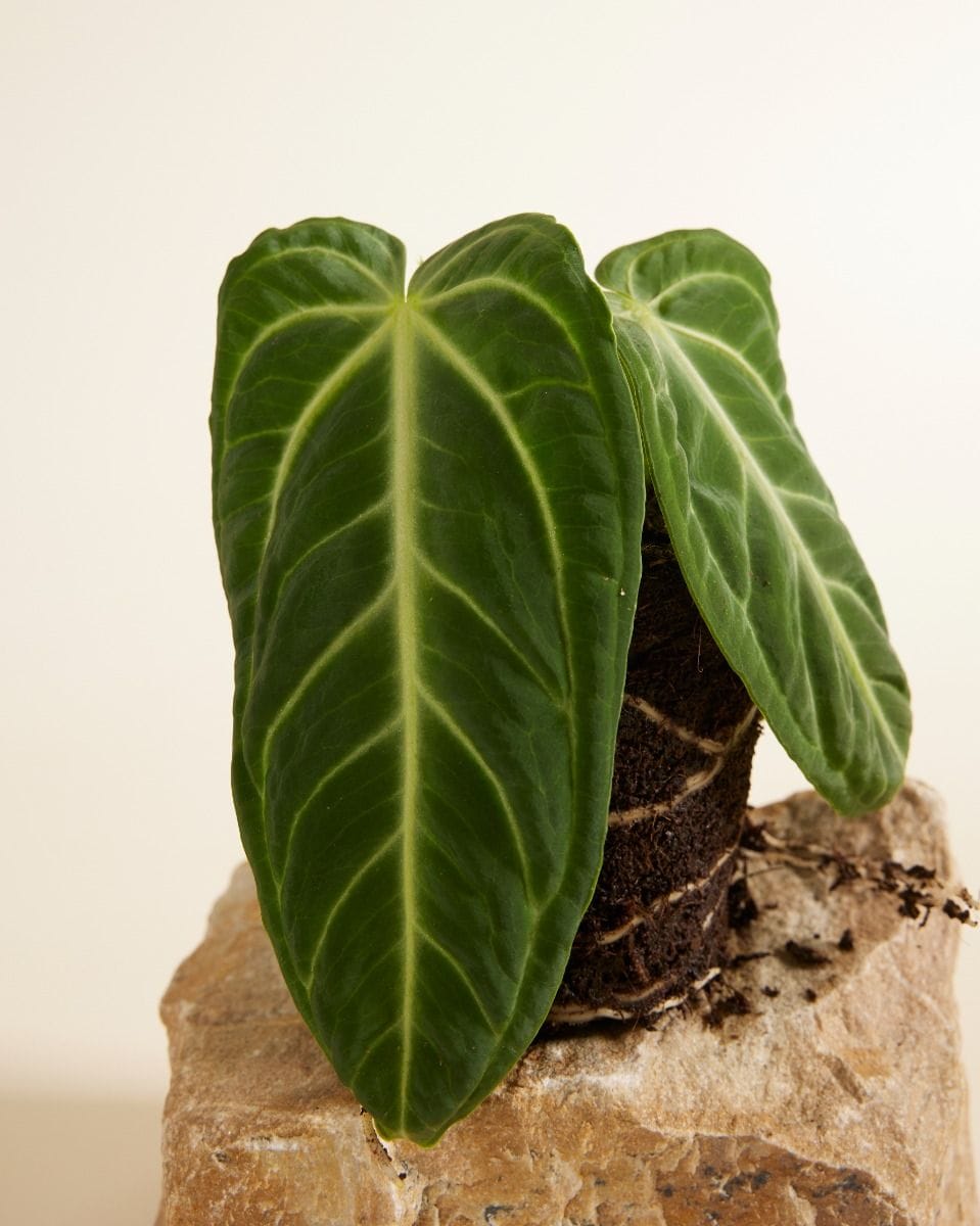 Anthurium Flamingo Flowers Villenaorum