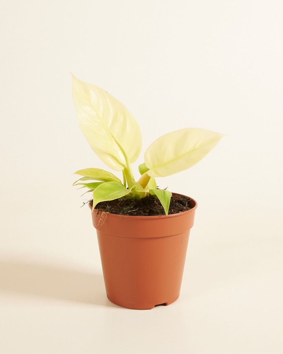 Philodendron Moonlight