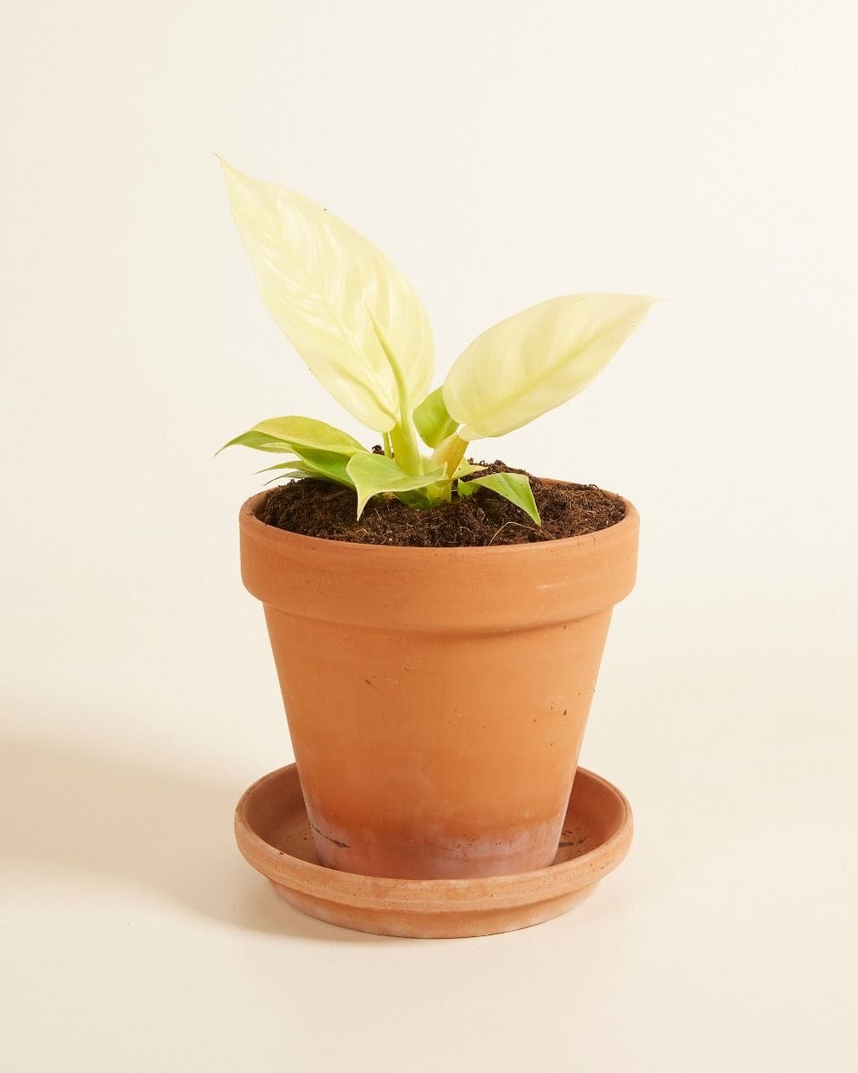 Philodendron Moonlight