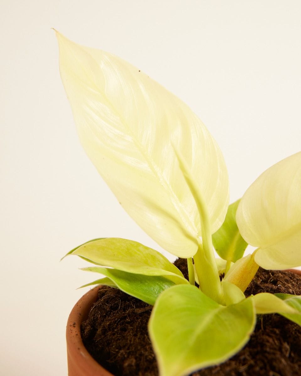 Philodendron Moonlight
