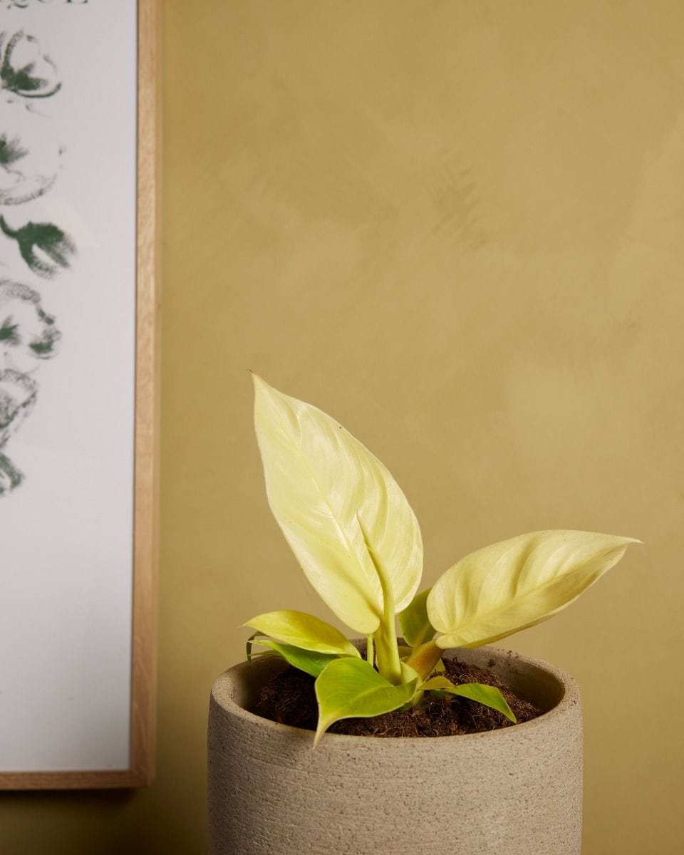 Philodendron Moonlight