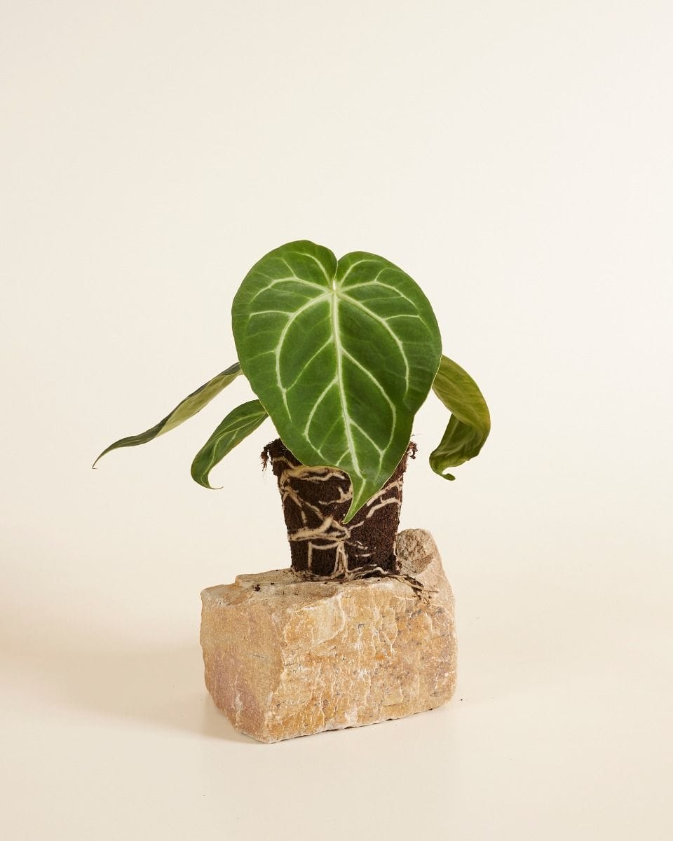 Anthurium Flamingo Plant Magnificum