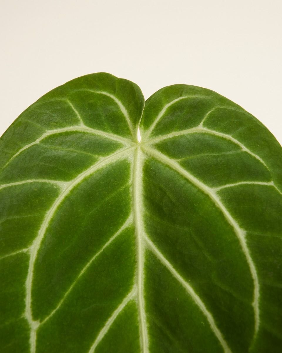 Anthurium Flamingo Plant Magnificum