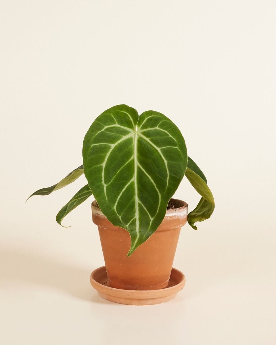 Anthurium Flamingo Plant Magnificum