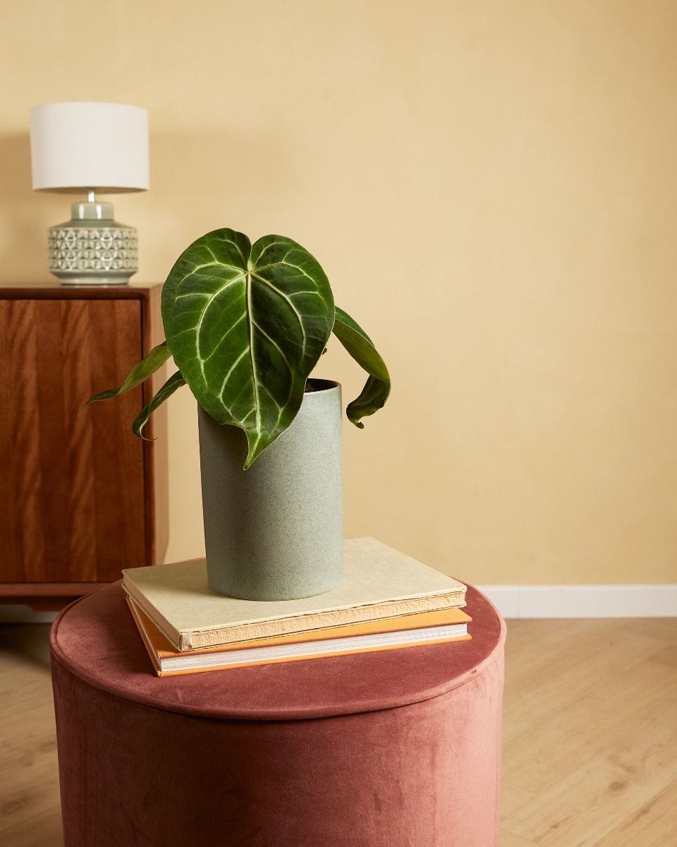 Anthurium Flamingo Plant Magnificum