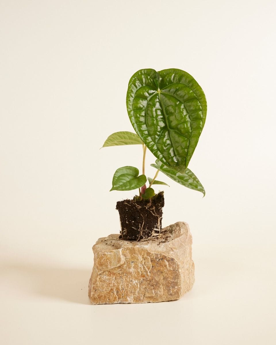 Anthurium Langue de feu Magnificum x Luxurians