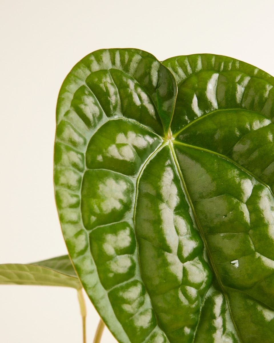 Anthurium Langue de feu Magnificum x Luxurians