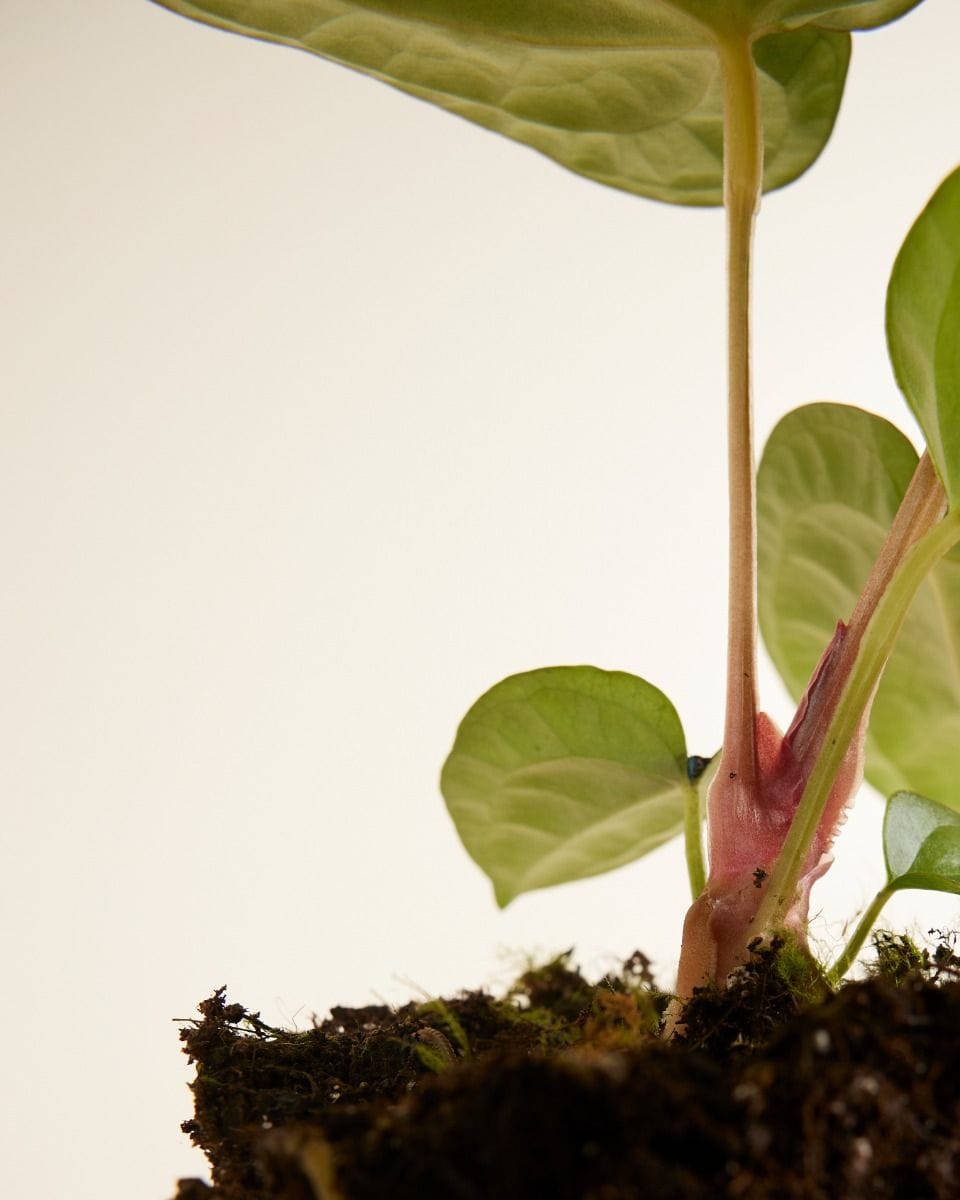 Anthurium Langue de feu Magnificum x Luxurians