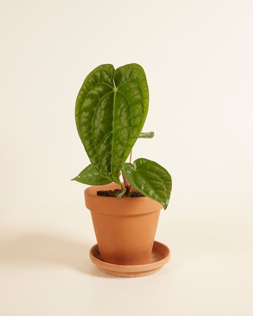 Anthurium Langue de feu Magnificum x Luxurians