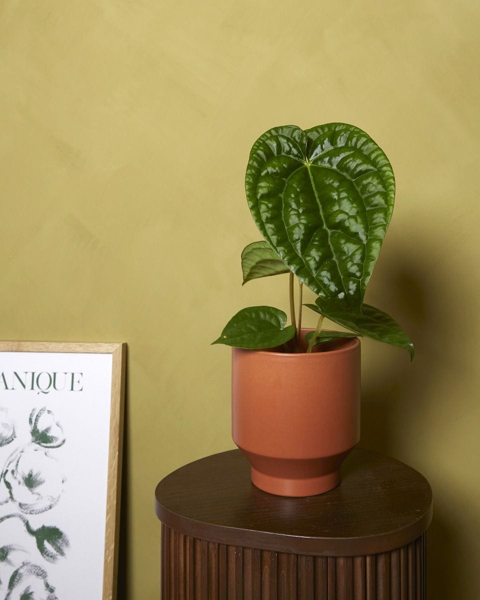 Anthurium Langue de feu Magnificum x Luxurians