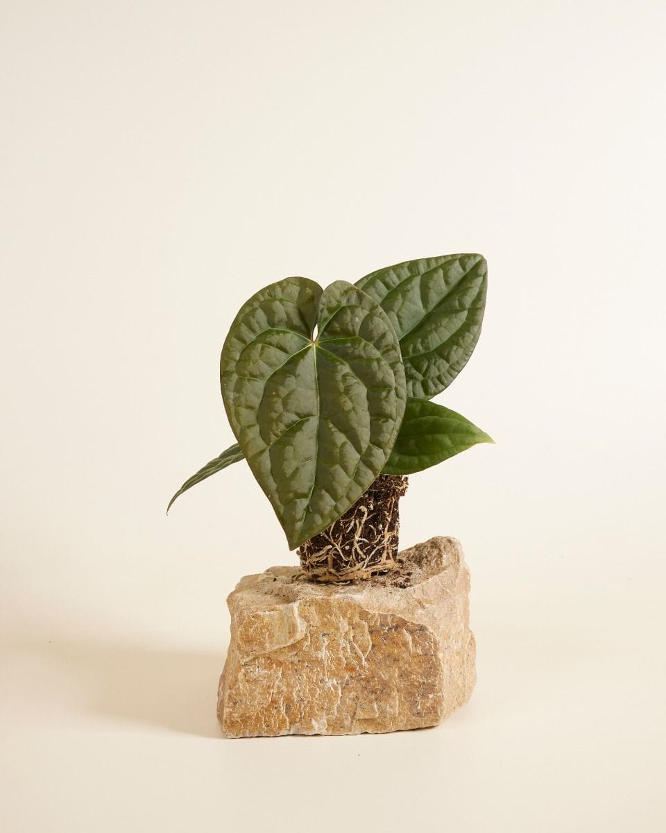 Anthurium Flamingo Flowers Crystallinum x Luxurians