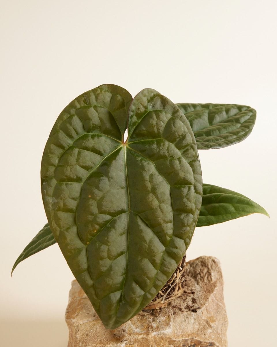 Anthurium Flamingo Flowers Crystallinum x Luxurians