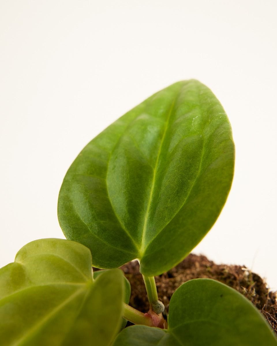 Anthurium Flamingo Plant Villenaorum x Luxurians