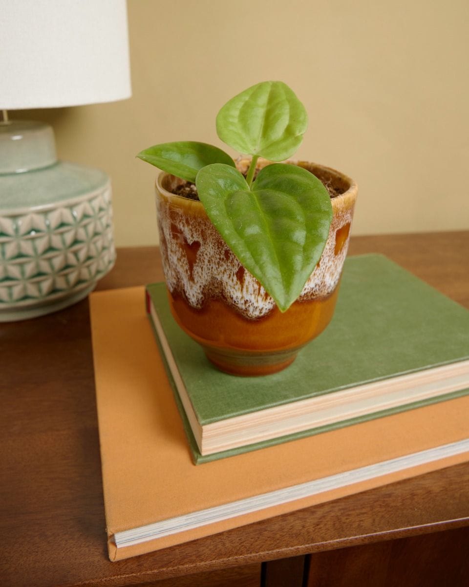 Anthurium Flamingo Plant Villenaorum x Luxurians