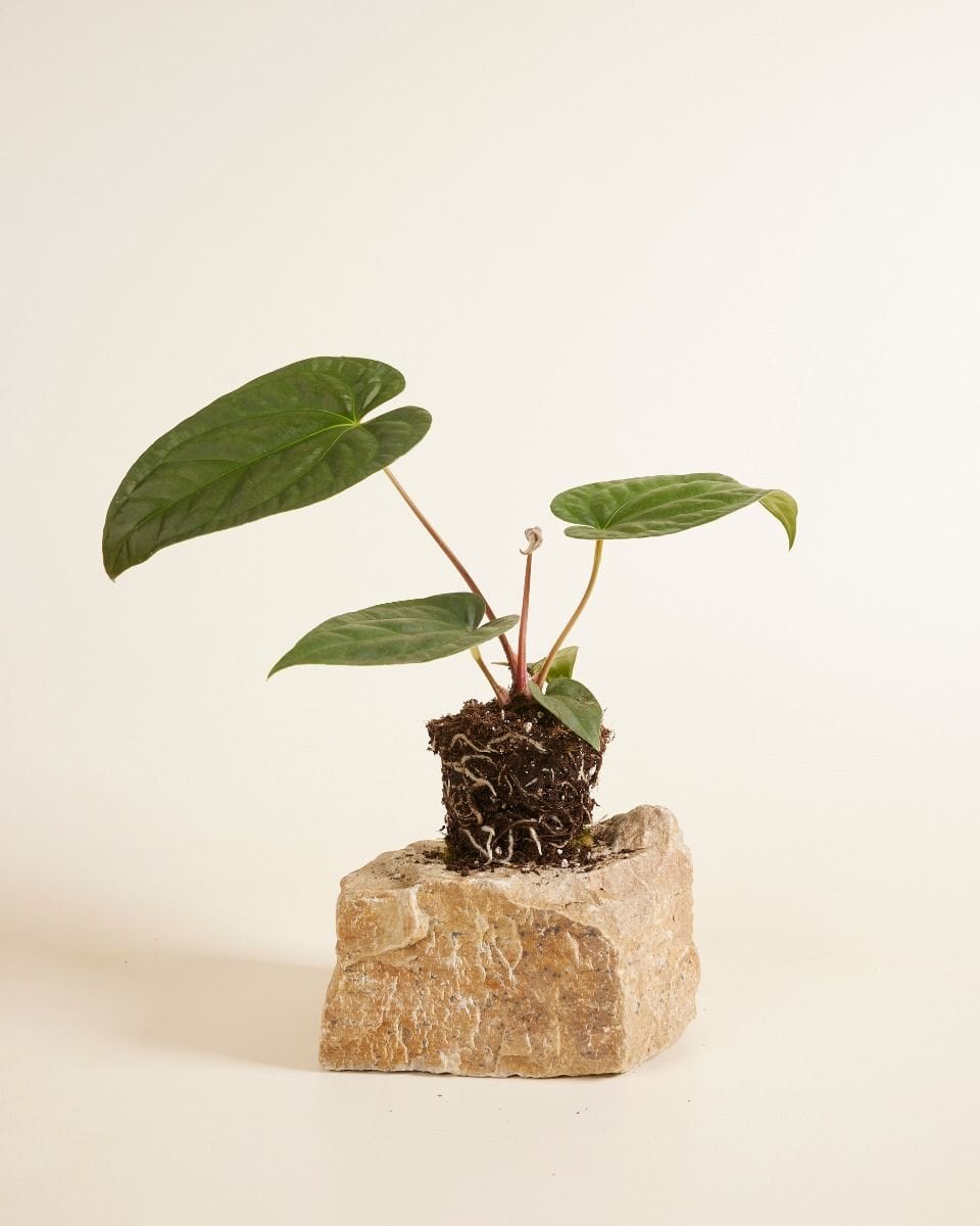 Anthurium Flamingo Plant Regale x Luxurians