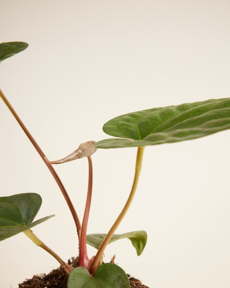 Anthurium Flamingo Plant Regale x Luxurians