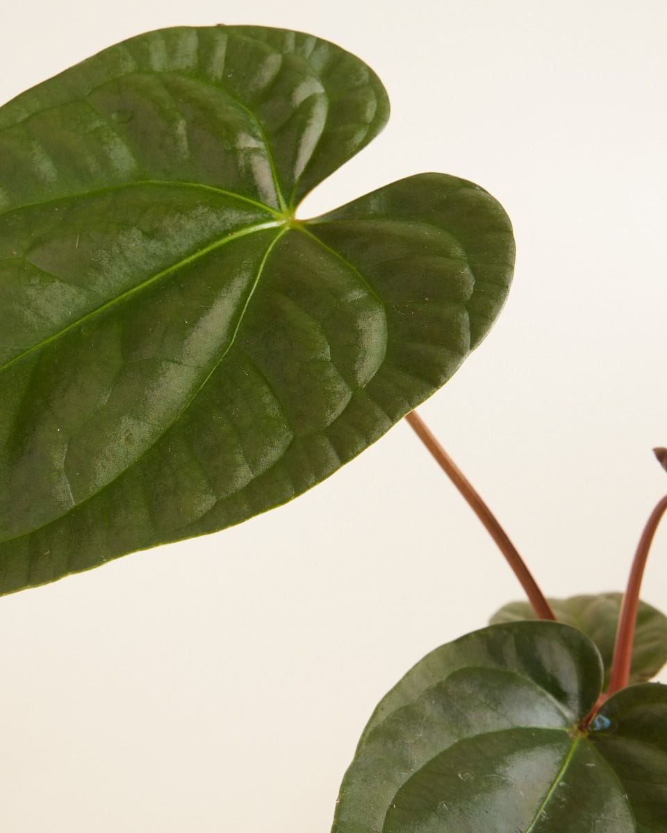 Anthurium Flamingo Plant Regale x Luxurians