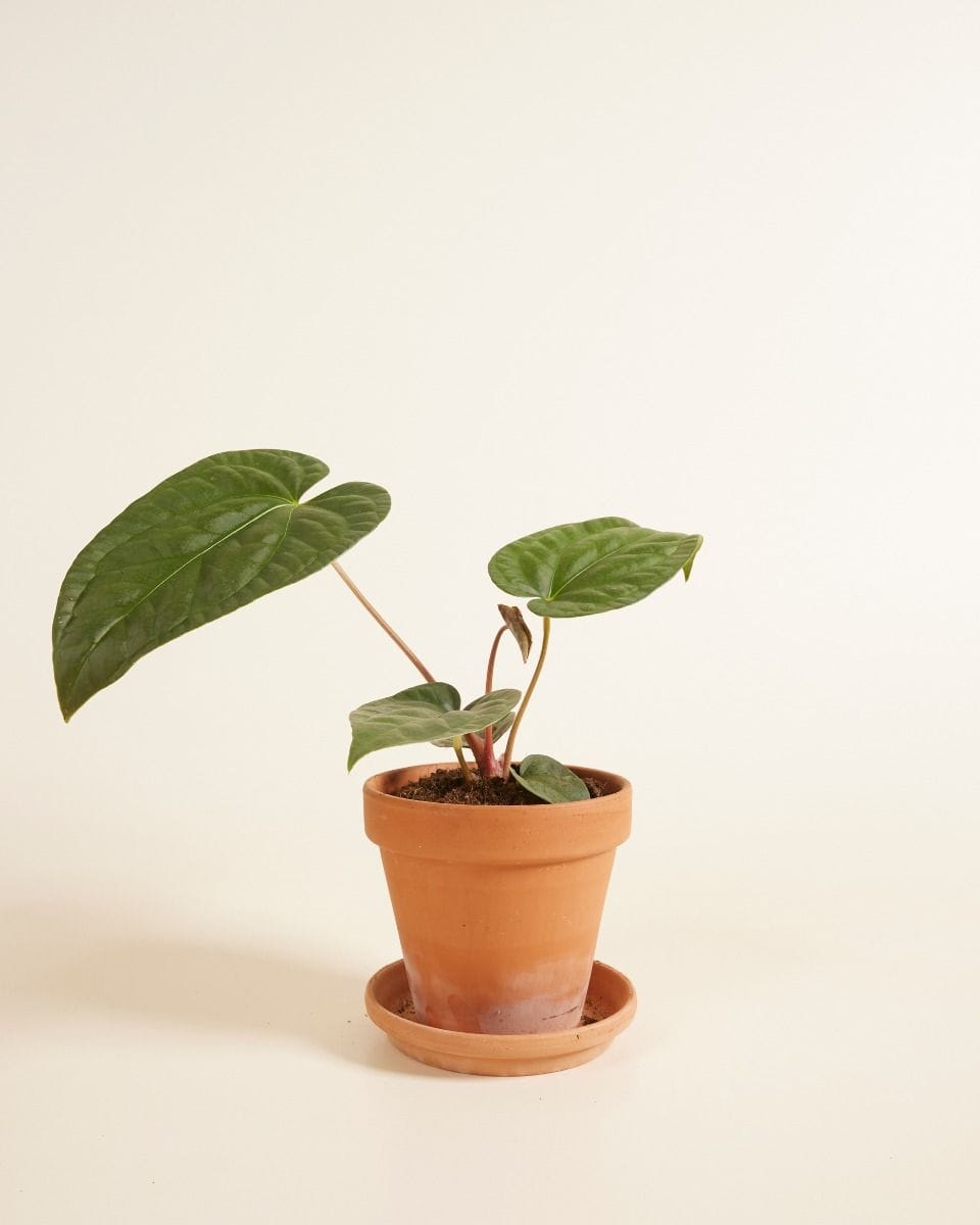 Anthurium Flamingo Plant Regale x Luxurians