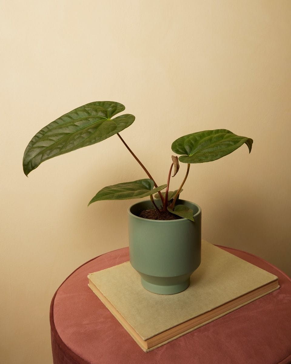 Anthurium Flamingo Plant Regale x Luxurians