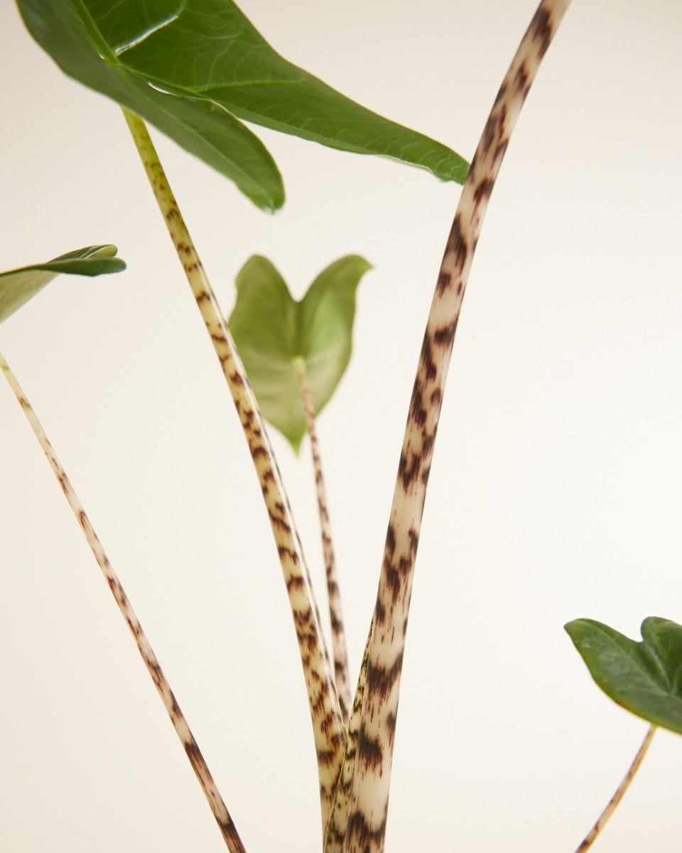 Alocasia Zebrapflanze Zebrina