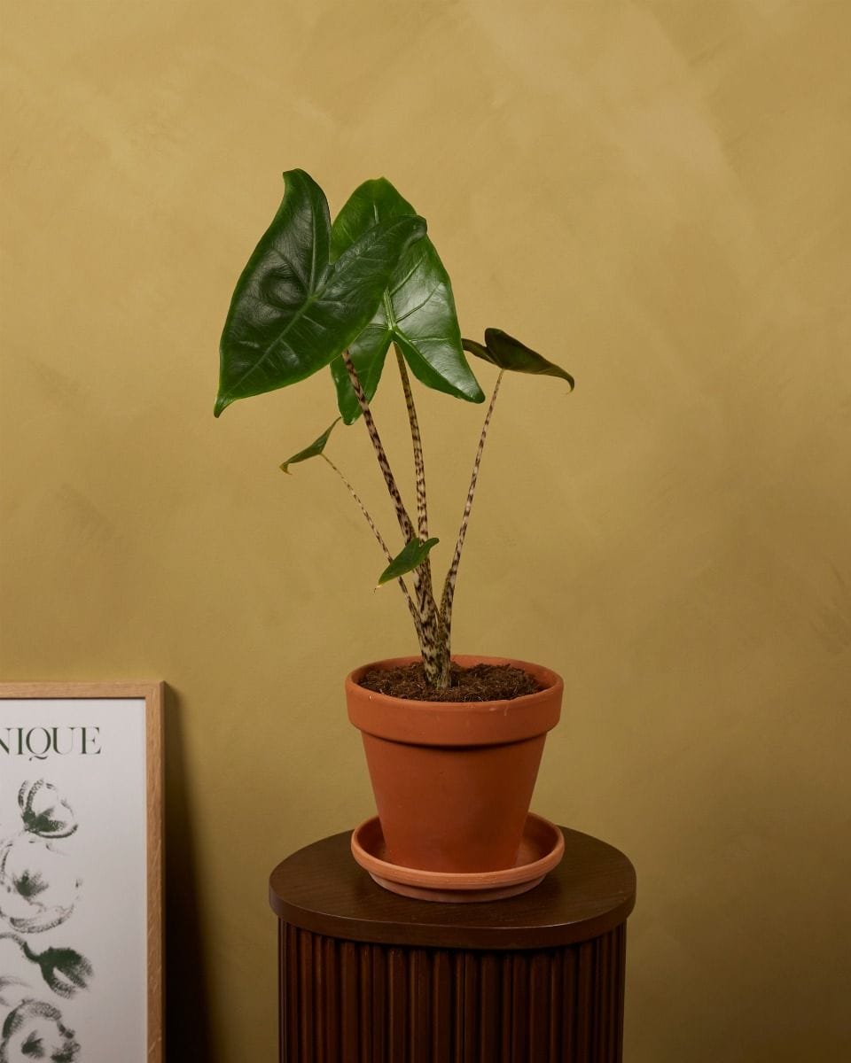 Alocasia Zebrapflanze Zebrina