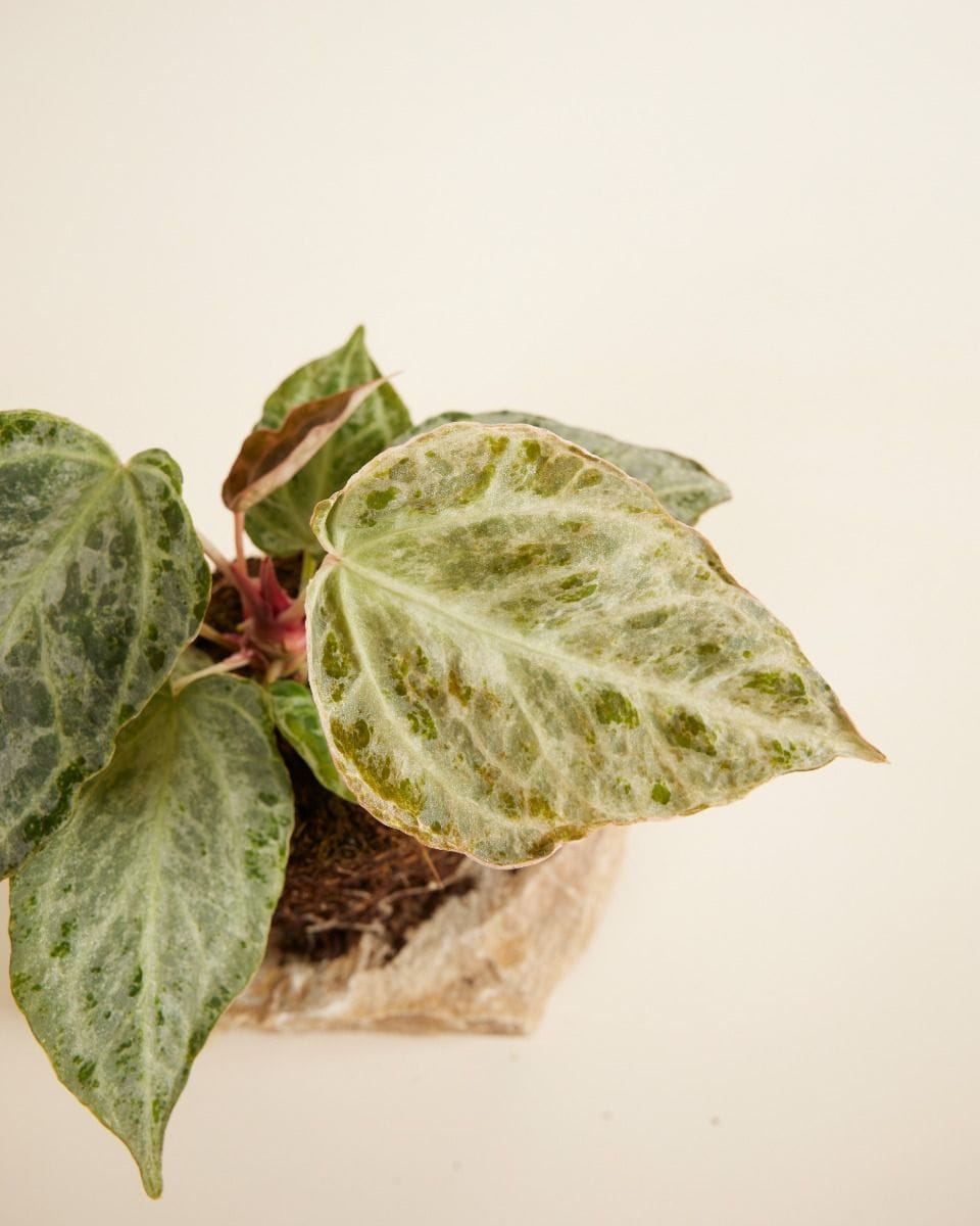 Anthurium Flamingoblumen Silver Blush Mint