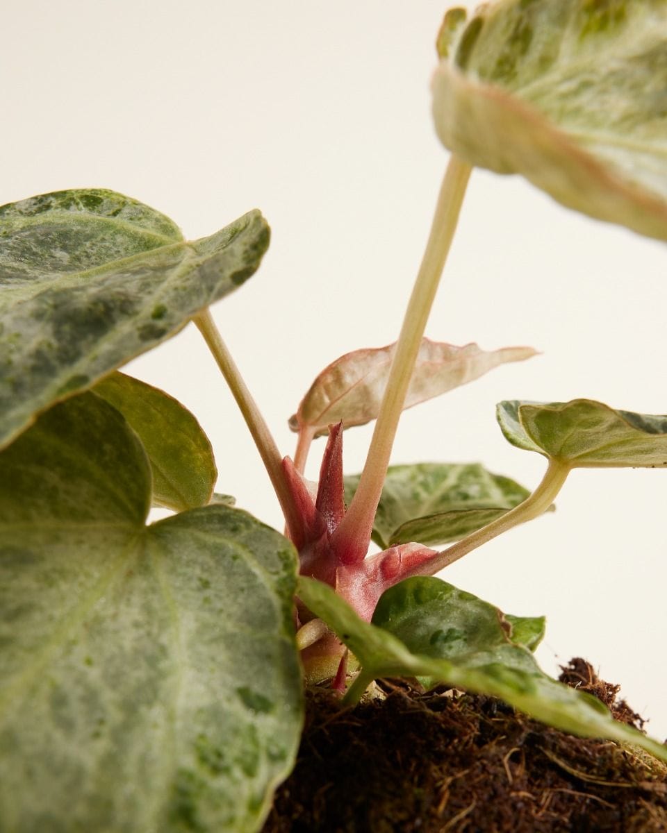 Anthurium Flamingoblumen Silver Blush Mint