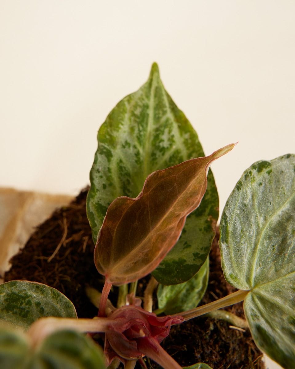 Anthurium Flamingoblumen Silver Blush Mint