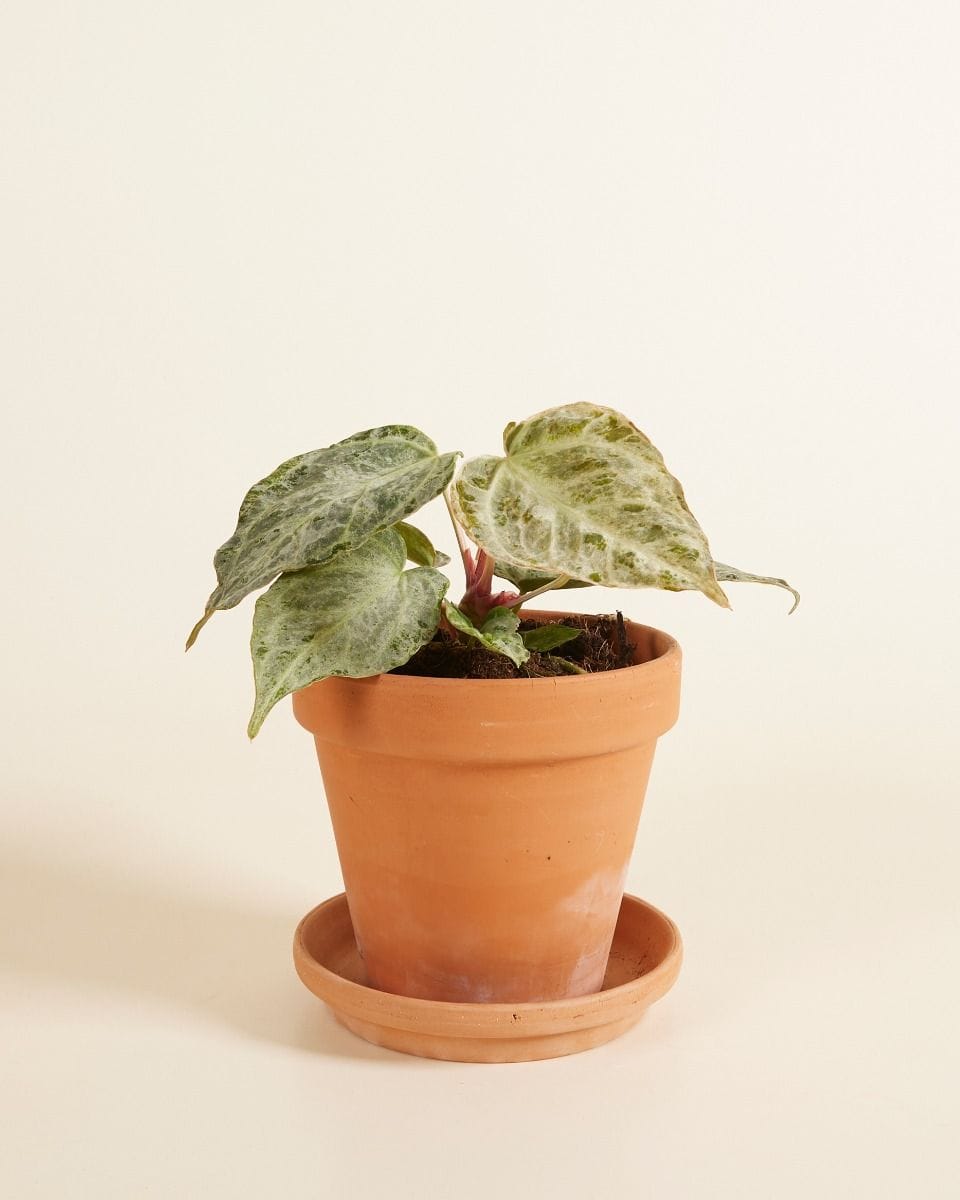 Anthurium Flamingoblumen Silver Blush Mint