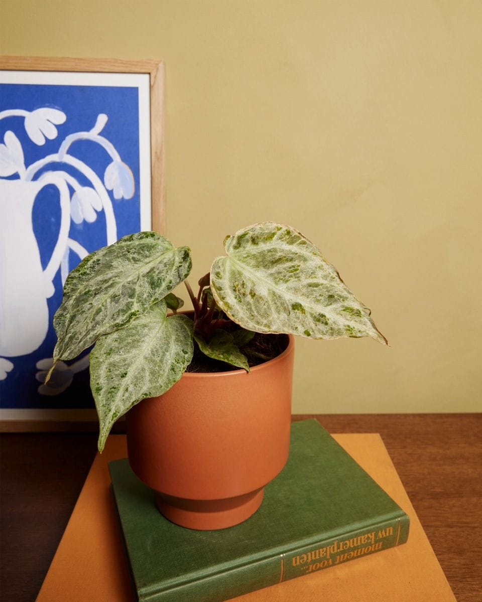 Anthurium Flamingoblumen Silver Blush Mint