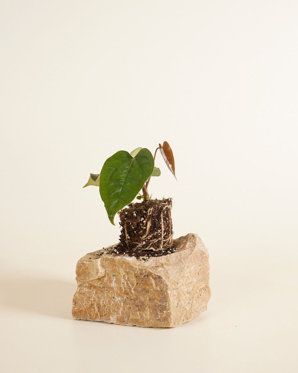 Anthurium Flamingo Plant Nigrolaminum Gigi x Forgetii