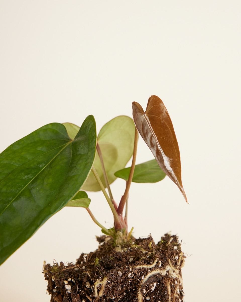 Anthurium Flamingo Plant Nigrolaminum Gigi x Forgetii